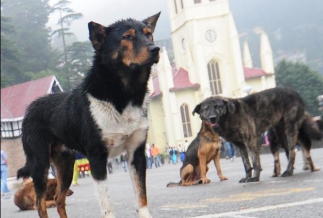 High court's big announcement, 'Make dog pond for stray dogs'