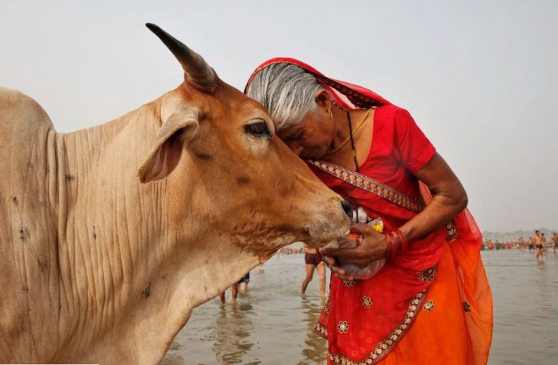 'गाय बेहद पवित्र, नरक में सड़ते हैं गौहत्यारे..',  इलाहबाद HC ने कहा- गाय को संरक्षित राष्ट्रीय पशु घोषित करे सरकार