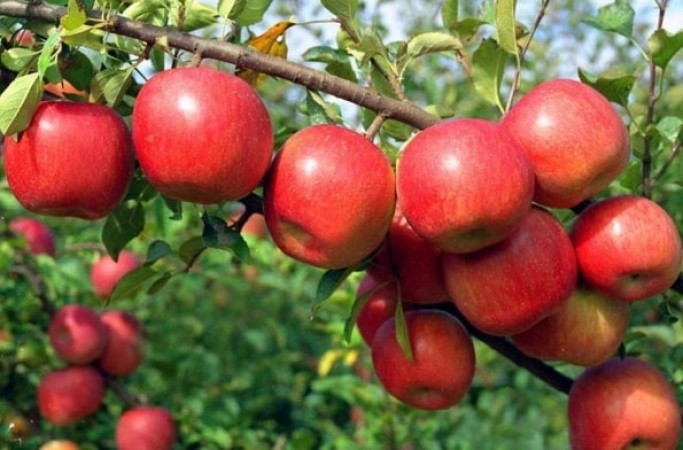 Apple Price Surges After Tomato Price Spike Due to Torrential Rainfall Impact in Himachal