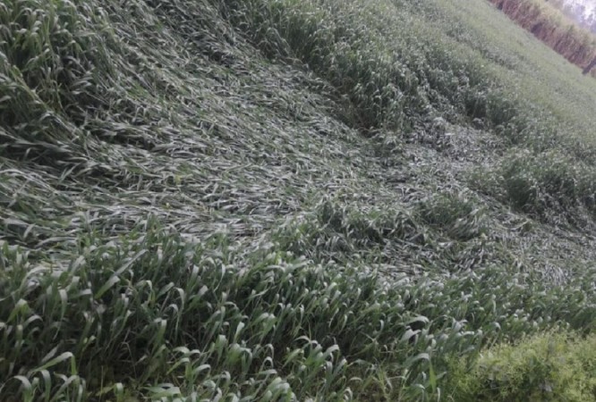 Rainfall damages crops in Baghpat district of western up