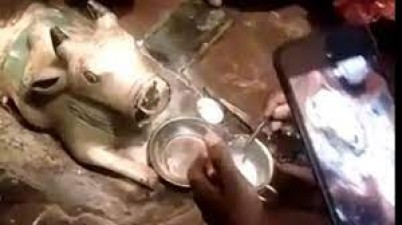चमत्कार या अंधविश्वास! शिव मंदिर में नंदी के दूध पीने पर किया जा रहा है ये बड़ा दावा