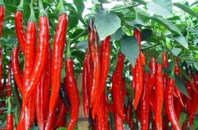 Which chilli green or red is best for health? Know here
