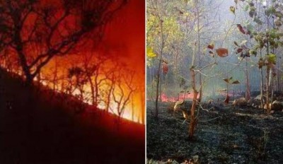 ओडिशा के सिमलीपाल जंगल में 10 दिन से भड़क रही आग, खतरे में की दुर्लभ जानवर
