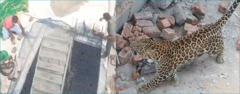 Leopard creates panic in Indore, 4 people injured so far