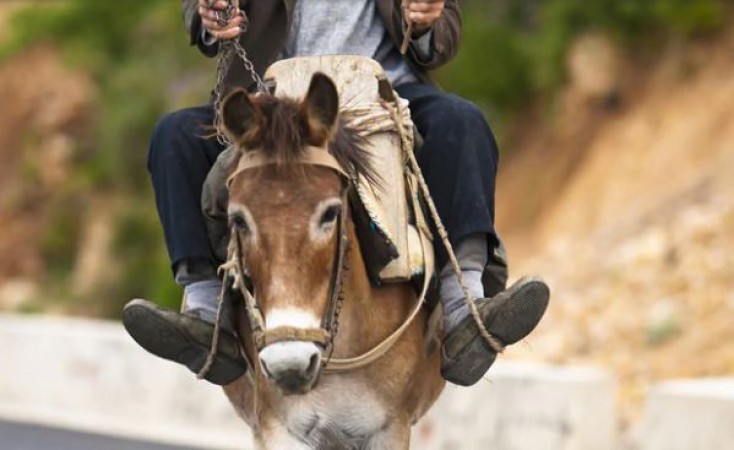 Unique tradition for 90 years, sat son-in-law on donkey and roams