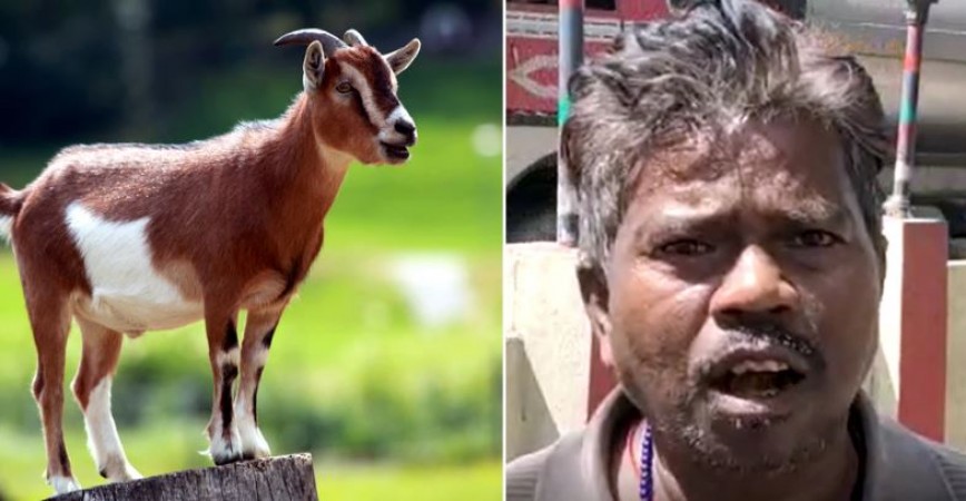 After the buffalo, now the UP police is looking for goats, know why it was forced