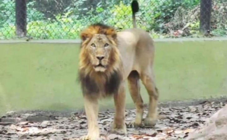 गिर के जंगलों में कैसे हुई 283 शेरों की मौत ? गुजरात सरकार की चिंता बढ़ी