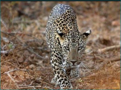Dhar: Leopard attacks 10-year-old child