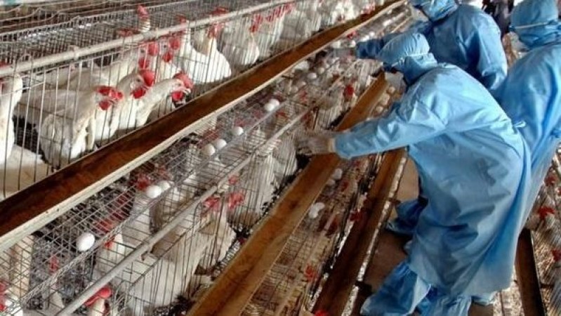 Poultry industry succumbed to coronavirus, fall by such percent