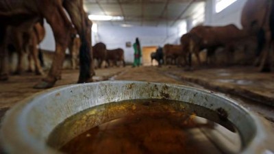 Cow dung and cow urine became costly 10 times due to corona