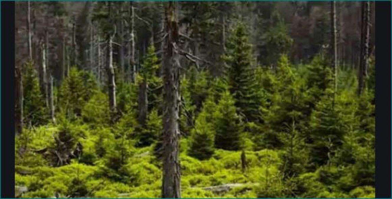 अंतरराष्ट्रीय वन दिवस: कटते जा रहे हैं जंगल और कम होते जा रहे हैं पेड़, रोकने के लिए बढ़ाना होगा कदम
