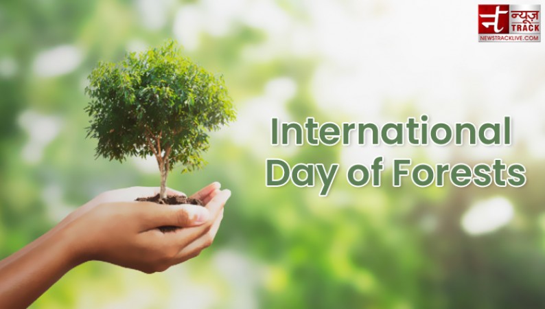 International Forest Day: Why you should plant more tress