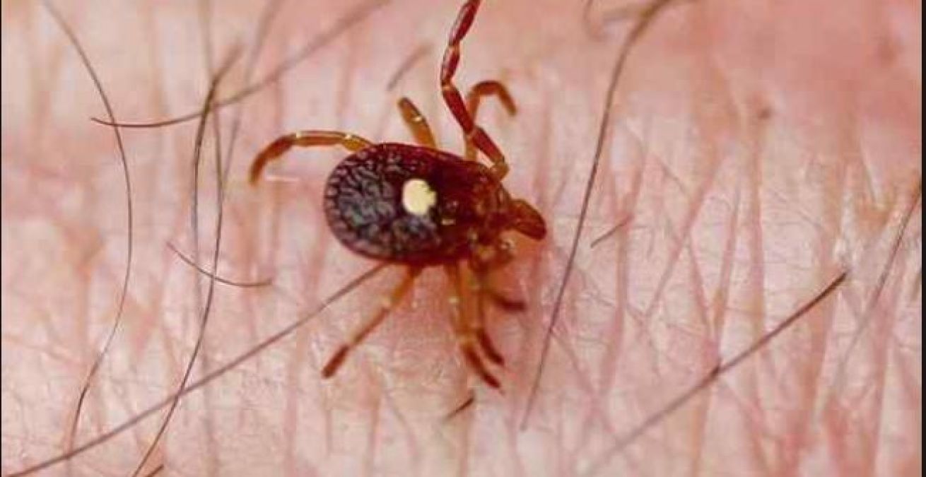 Attention! Dangerous virus spreading from bedbugs, many organs of the body failing