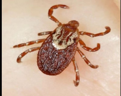 Attention! Dangerous virus spreading from bedbugs, many organs of the body failing
