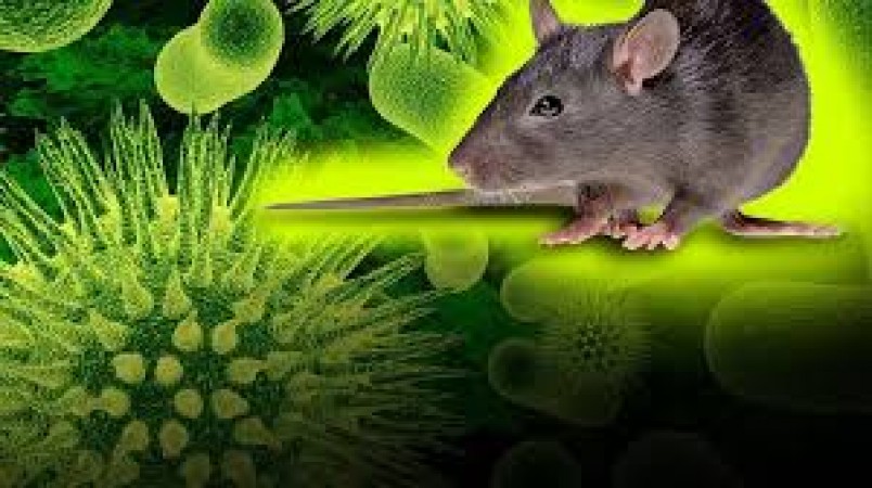 Know what is hantavirus, is it another form of corona?