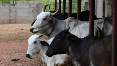 Fake cow shelter found in Rajasthan yet receives lakhs of rupees from the government
