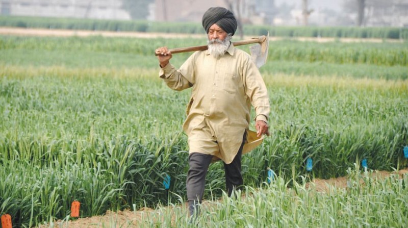 Punjab: Farmers Union said this to save crops from damage