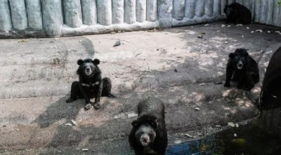 वन्य जीवों पर मंडराया ICH संक्रमण का खतरा, 3 भालुओं की हो गई है मौत