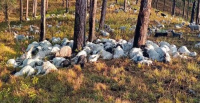 उत्तराखंड में किस कहर से बेमौत मर गईं 300 भेड़-बकरियां ?