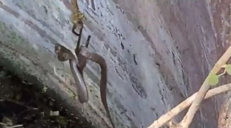 VIDEO! Most poisonous cobra trapped in the well, rescue team saved such a life