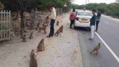 मूक जानवरों पर लॉकडाउन की भीषण मार, भूख -प्यास से तड़पकर चार बंदरों ने तोड़ा दम