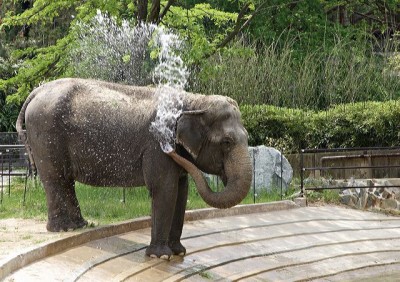 72-year-old Elephant, Gifted to US by India, Euthanised at Washington Zoo