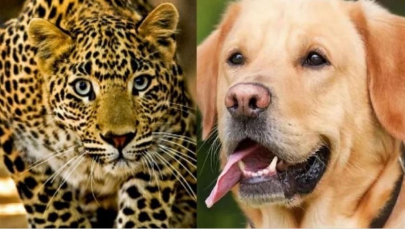 The loyalty of dogs won hearts! He gave his life to save the 65-year-old owner from the leopard