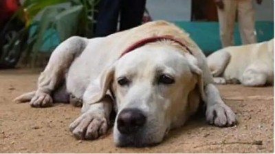 तेलंगाना में क्यों मार डाले गए 100 कुत्ते ?