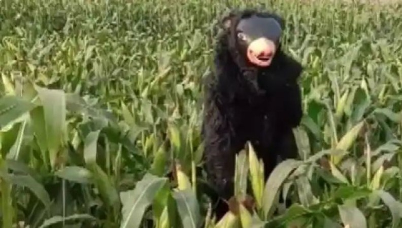 Farmer hired 'Bear' to save crops from animals, gives 15000 rupees a month