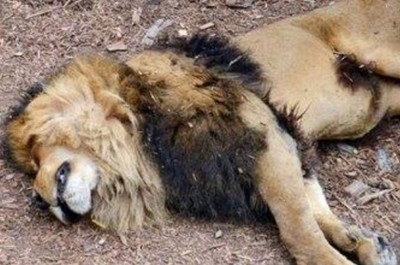 अब जानवरों में भी फैलने लगा कोरोना वायरस ! संक्रमण से एक शेर की मौत, एडवाइजरी जारी