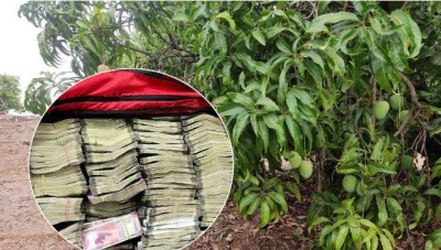 पैसों का पेड़ ! कर्नाटक चुनाव के बीच IT की रेड, पेड़ की टहनियों से झड़े 1 करोड़ के नोट, Video