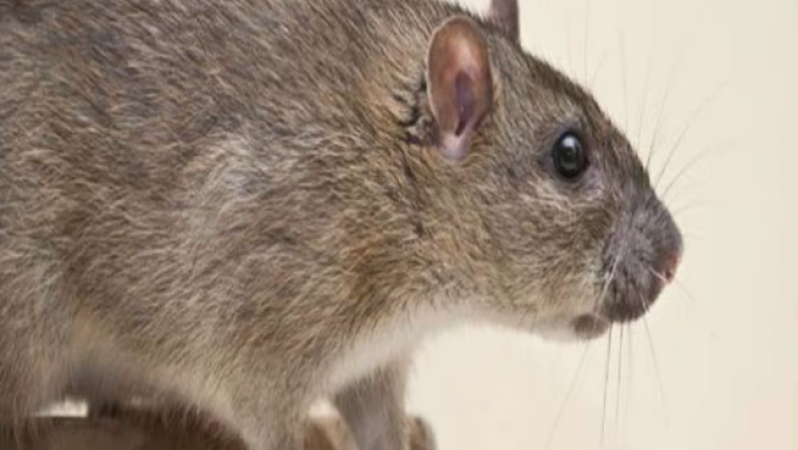 The rat created terror in the government hospital, nibbled on a 3-day-old newborn girl, then...