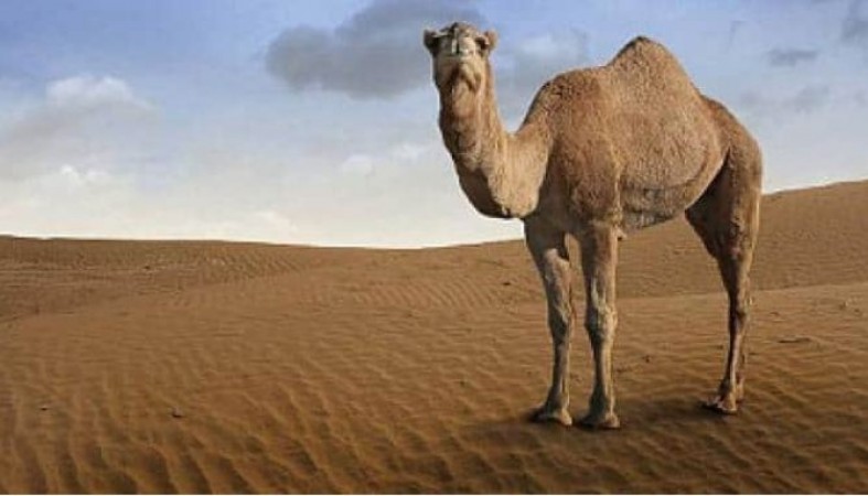 Camel's antibody effective in corona treatment, research going on!