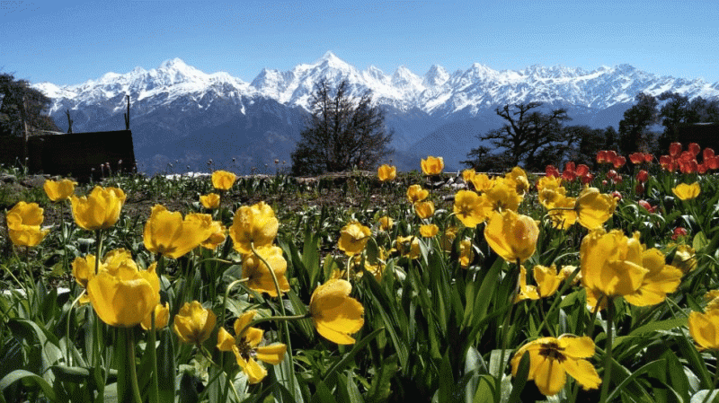 CM Rawat posted beautiful photo of world's largest tulip garden