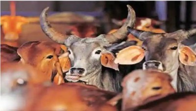 Uttar Pradesh: Cow slaughter case after winning elections, 5 arrested