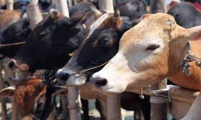 गायों में फैल रही जानलेवा बीमारी, अकेले गुजरात में 1000 की मौत, चपेट में 33 हज़ार