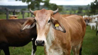 Cow dung and cow urine are not effective against covid, Find out what experts say