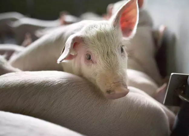African swine flu wreaks havoc in Assam, 13,000 pigs die