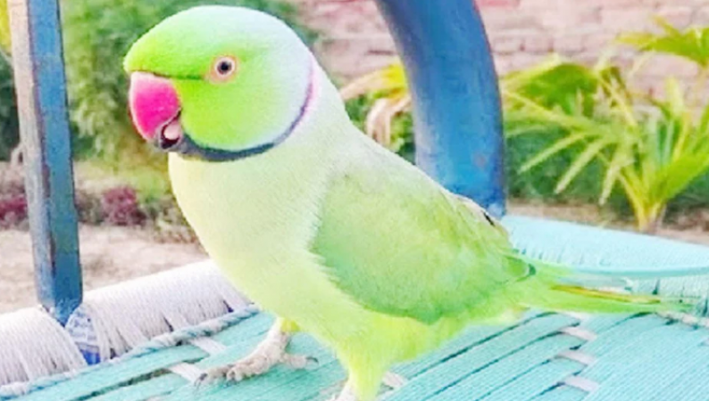 Manish's parrot flew away from the cage, police engaged in search