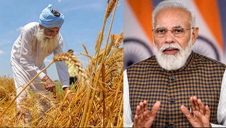 Central government takes big step, imposes immediate ban on export of wheat