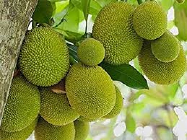Will 51kg jackfruit be able to make it to Guinness Book of World Records