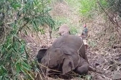 Assam: 18 elephants died simultaneously due to lightening