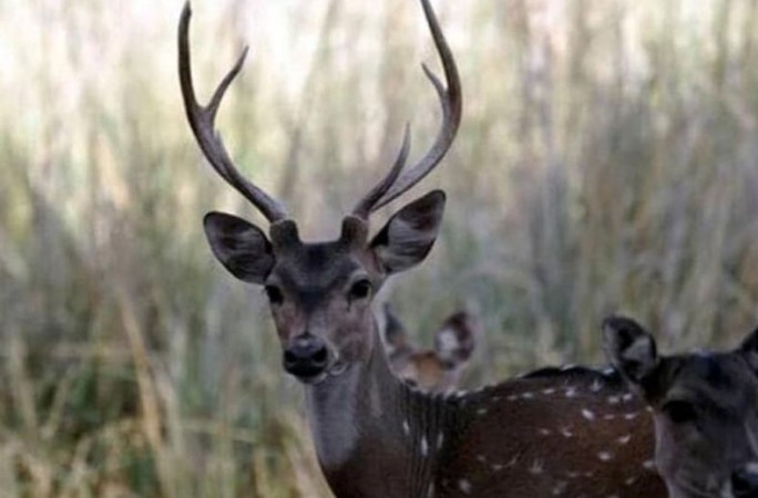UP: Dogs attacked deer, badly injured