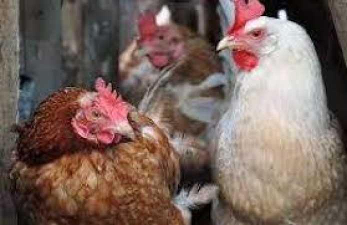 Three policemen suspended due to chicken, know the whole matter