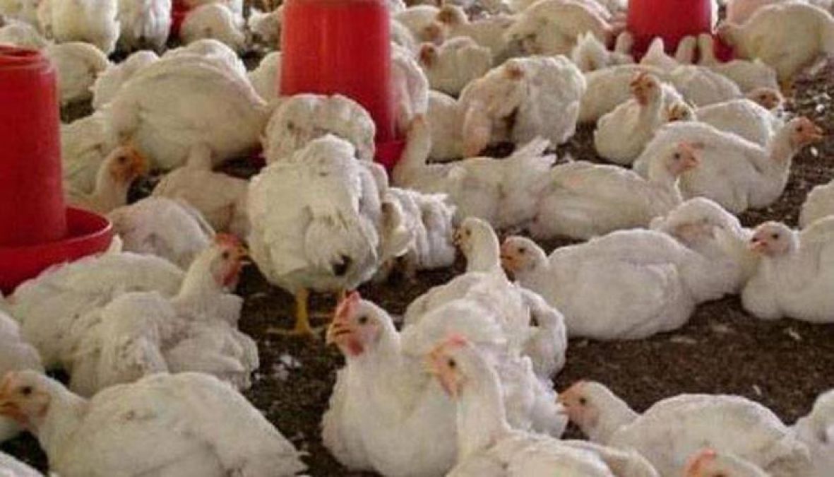 Three policemen suspended due to chicken, know the whole matter
