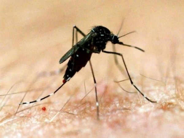 Deadly dengue knock amid Corona epidemic, administration starts preparation