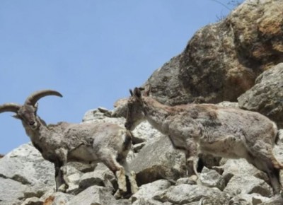 Number of rare wildlife spices increases in Gangotri National Park