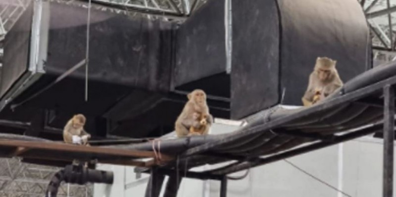 कोरोना केंद्र में बंदरों ने मचा रखा था उत्पात, फिर इस अनोखी तरकीब से पाया काबू