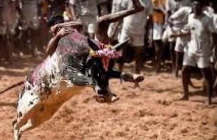 जल्लीकट्टू पर रोक लगाने से सुप्रीम कोर्ट का इंकार, बताया तमिलनाडु की सांस्कृतिक विरासत