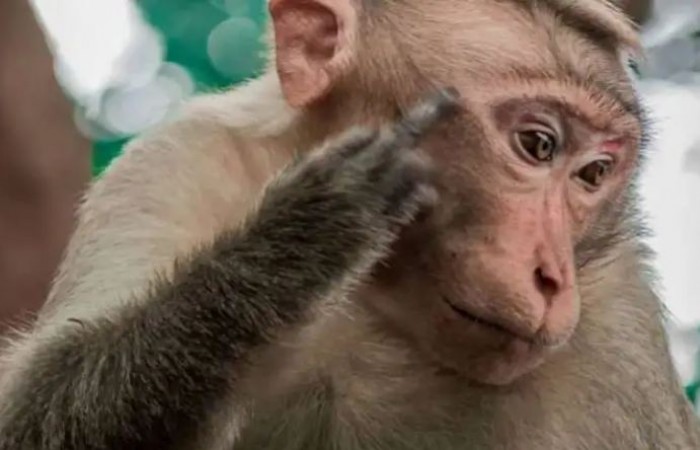 60 monkeys kept in quarantine, risk of coronavirus hovering over animals